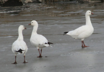 Ross's Geese