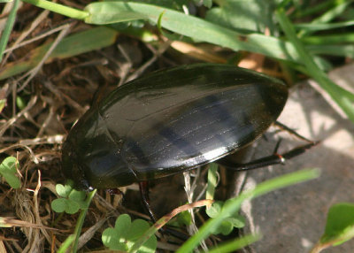 Hydrophilus triangularis; Giant Black Water Beetle
