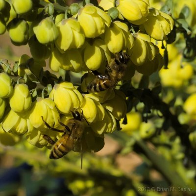 Insects 40.jpg