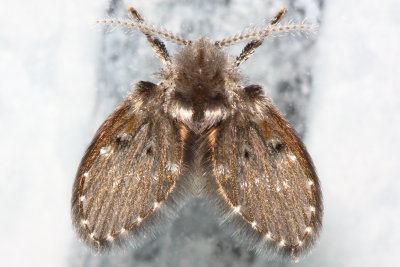 Drain Fly (Clogmia albipunctata), family Psychodidae