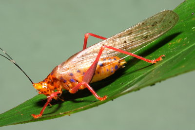 Conehead Katydid, Vestria sp. (Tettigoniidae: Conocephalinae)