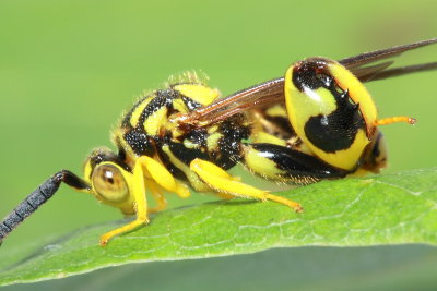 Conura sp., family Chalcididae