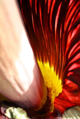 infloresence interior