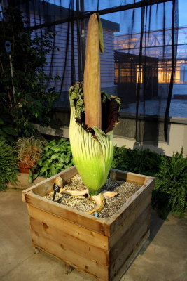 6 hours post-pollination
