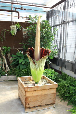 Titan Arum