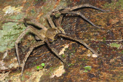 Brazilian Wandering Spider, Phoneutria fera (Ctenidae)