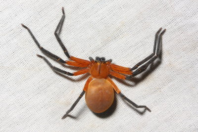 Giant Crab Spider, Sadala sp. (Sparassidae)
