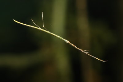 Stick spider, Ariamnes sp. (Theridiidae)