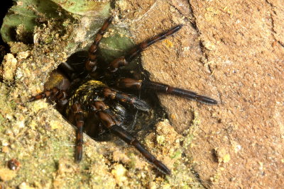 Funnel Spider, Fufvius sp. (Rhytidicolidae)