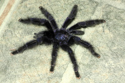 Purple Pink-toed Tarantula, Avicularia purpurea (Theraphosidae)