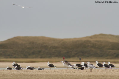 Larus marinus /  Grote Mantelmeeuw / Great Black-backed Gull 