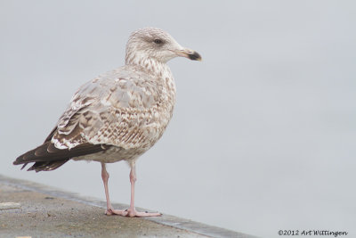 Larus Argentatus / Zilvermeeuw / European Herring Gull
