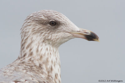 Larus Argentatus / Zilvermeeuw / European Herring Gull