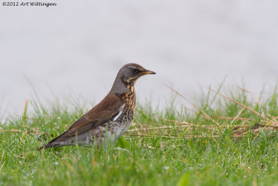 Turdus pilaris / Kramsvogel / Fieldfare