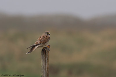 Falco Tinnunculus / Torenvalk / Kestrel