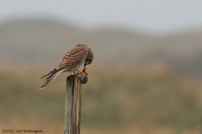 Falco Tinnunculus / Torenvalk / Kestrel