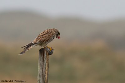 Falco Tinnunculus / Torenvalk / Kestrel