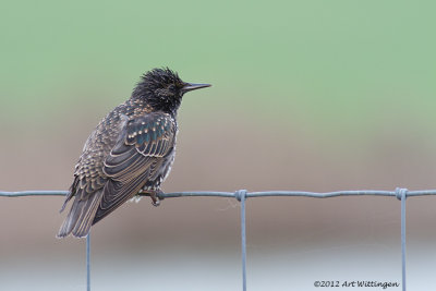 Sturnus vulgaris / Spreeuw / Common Starling