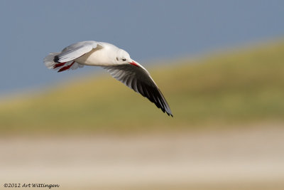 Chroicocephalus ridibundus / Kokmeeuw / Black headed Gull