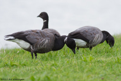 Branta Bernicla / Rotgans / Brent Goose