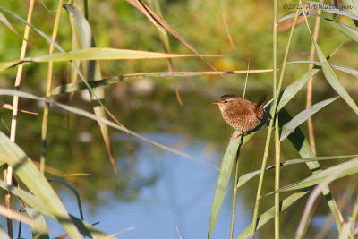 Troglodytes troglodytes / Winterkoning / Wren