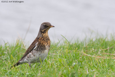 IMG_2863 Kramsvogel.jpg