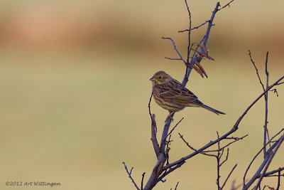 Emberiza Citrinella / Geelgors / Yellowhammer