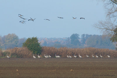 Grus grus / Kraanvogel / Crane