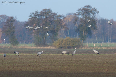 Grus grus / Kraanvogel / Crane