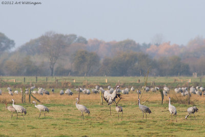 Grus grus / Kraanvogel / Crane