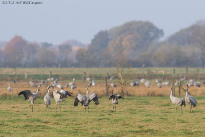 Grus grus / Kraanvogel / Crane