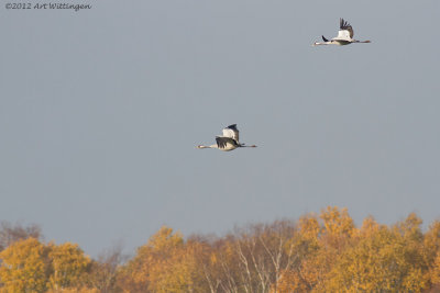 Grus grus / Kraanvogel / Crane