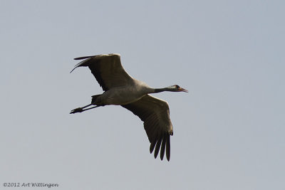 Grus grus / Kraanvogel / Crane