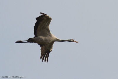 Grus grus / Kraanvogel / Crane