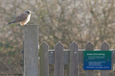 Falco Tinnunculus / Torenvalk / Kestrel