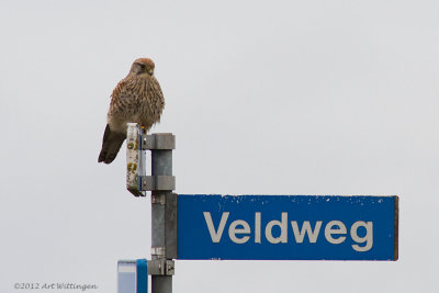 Falco Tinnunculus / Torenvalk / Kestrel