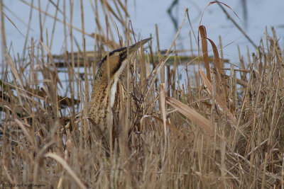 Botaurus stellaris / Roerdomp / Bittern