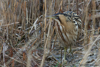 Botaurus stellaris / Roerdomp / Bittern