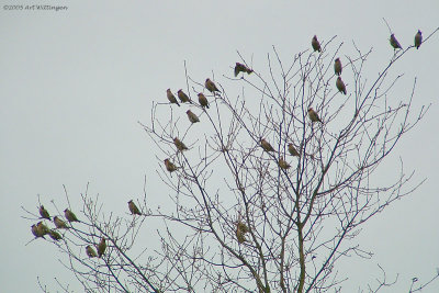 Bombycilla garrulus/ Pestvogel / Bohemian Waxwing 