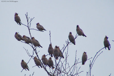 Bombycilla garrulus/ Pestvogel / Bohemian Waxwing 