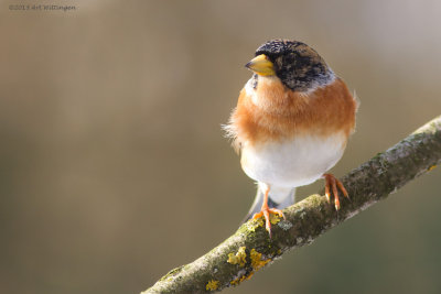 Fringilla Montifringilla / Keep / Brambling