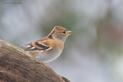 Fringilla Montifringilla / Keep / Brambling