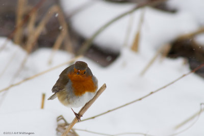 Erithacus rubecula / Roodborst / European Robin