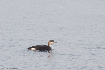 Parelduiker / Black-throated Loon