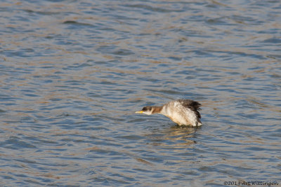 Podiceps grisegena / Roodhalsfuut / Red-necked Grebe