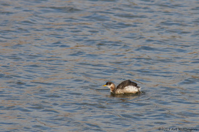 Podiceps grisegena / Roodhalsfuut / Red-necked Grebe