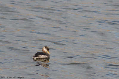 Podiceps grisegena / Roodhalsfuut / Red-necked Grebe