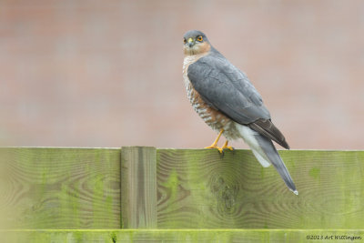 Accipiter nisus / Sperwer / Eurasian Sparrowhawk