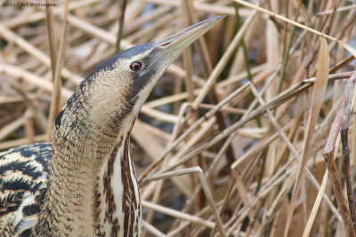 Botaurus stellaris / Roerdomp / Bittern