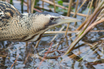 Botaurus stellaris / Roerdomp / Bittern